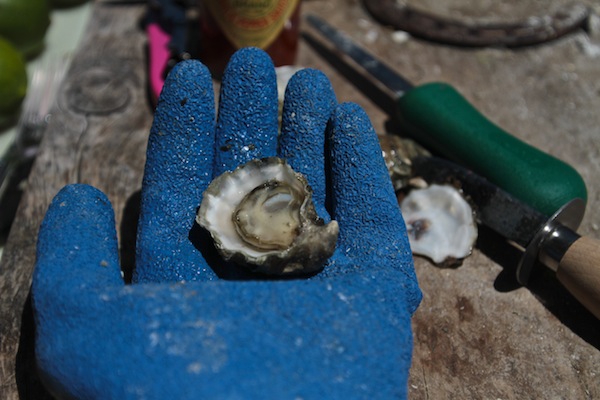 Out & About: Tomales Bay Oyster Company // shutterbean