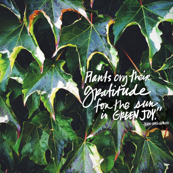 Plants cry their gratitude // shutterbean