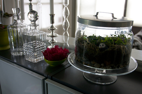 new obsession: terrariums!