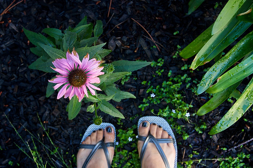 Garden update, yada yada