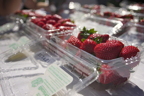 Field Trip to Driscoll’s Berry Farm