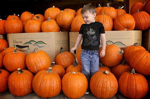 Pumpkins!