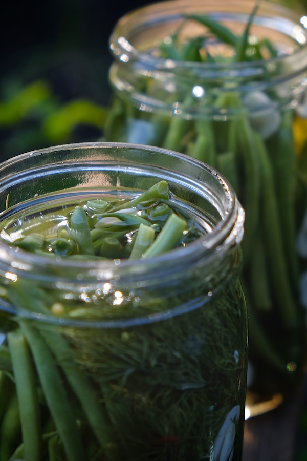 Refrigerator Dilly Beans // shutterbean