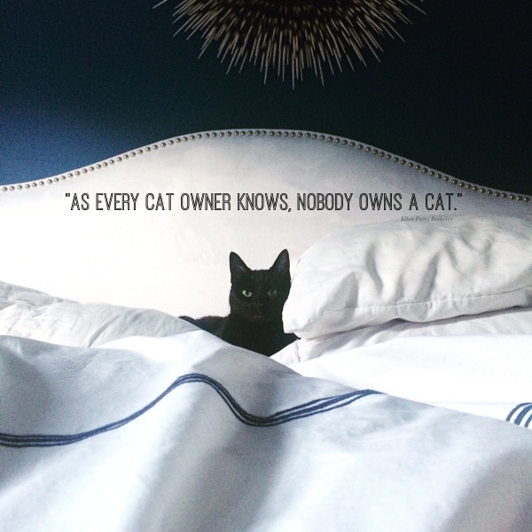 Nobody owns a cat // shutterbean