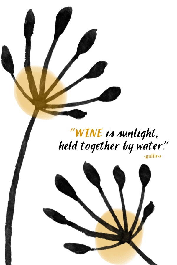 Wine is sunlight // shutterbean