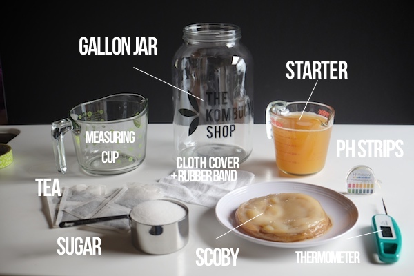 DIY Kombucha // shutterbean