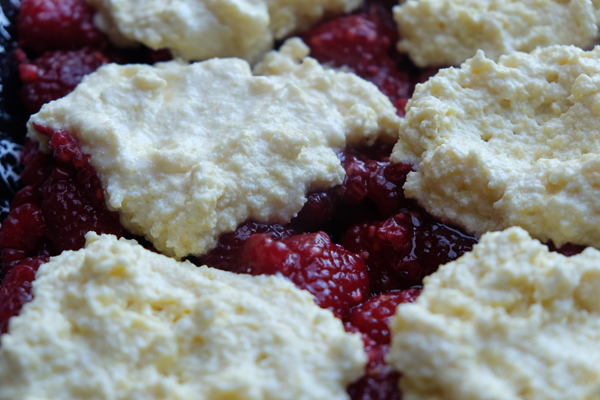 Raspberry fans! This Raspberry Cornmeal Cobbler is for YOU! Check out the recipe on Shutterbean.com