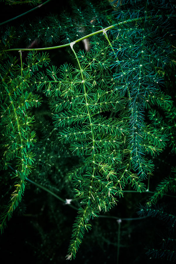 My Everyday Life: Week 49 on Shutterbean.com