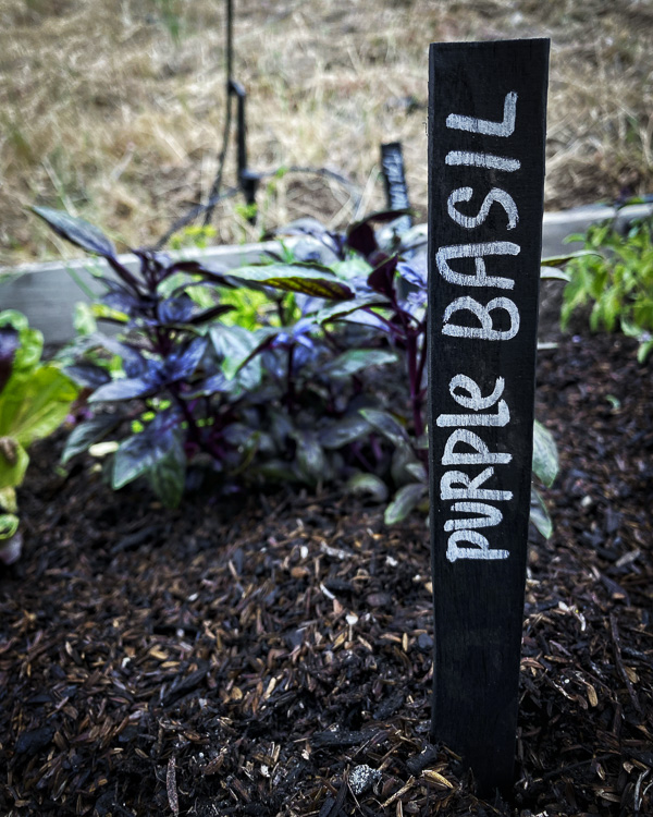 DIY Plant Markers - Shutterbean.com