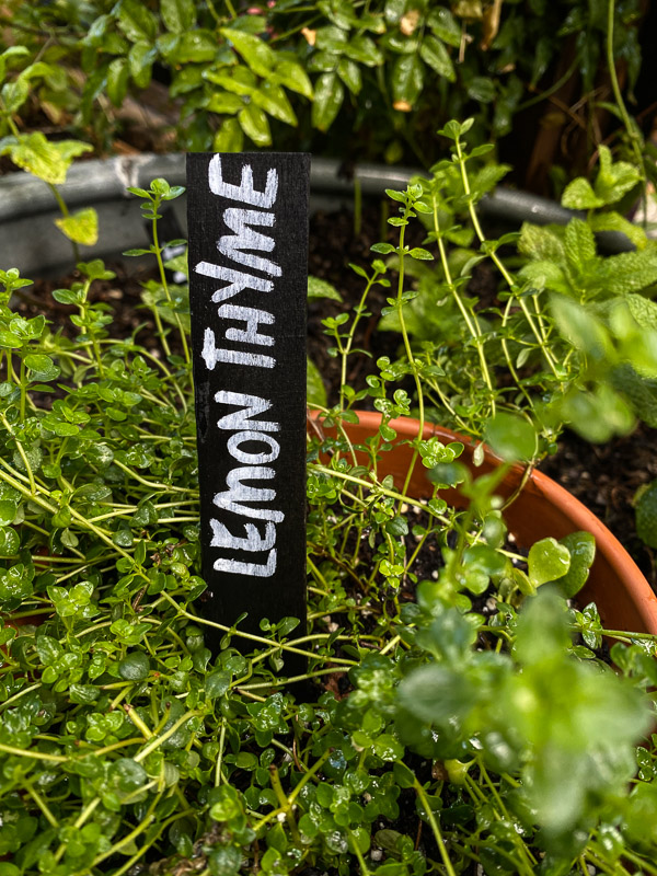 DIY Plant Markers - Shutterbean.com