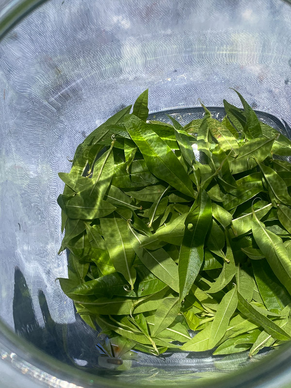 Lemon Verbena Tea 