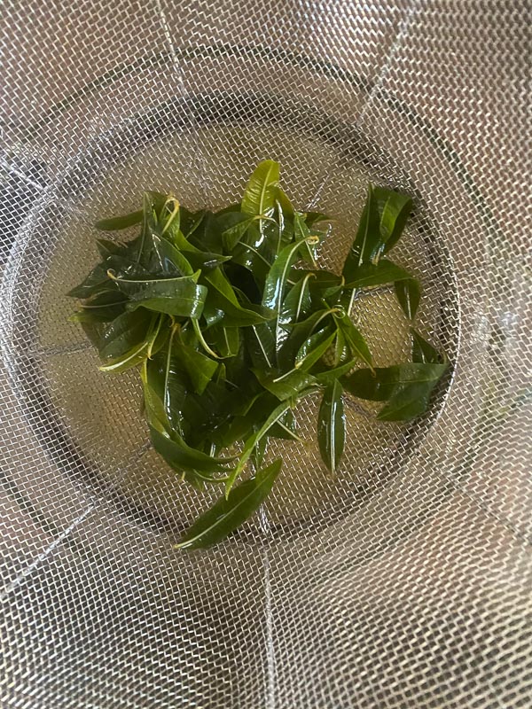 Lemon Verbena Tea 