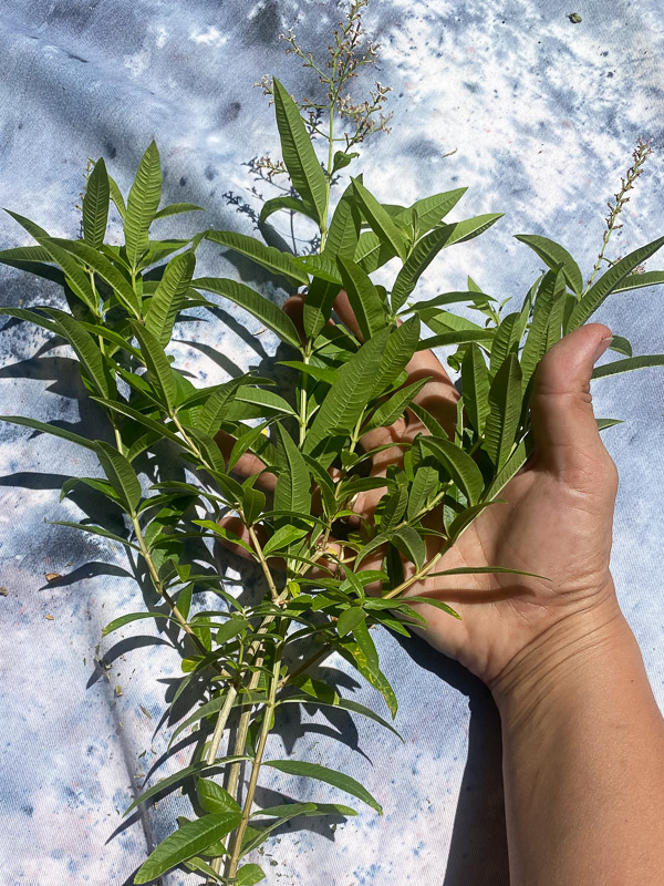 Lemon Verbena Tea 