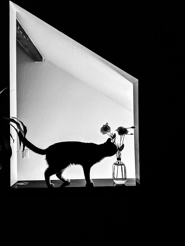 My Everyday Life Week 30 of 2025- Tracy Benjamin of Shutterbean.com