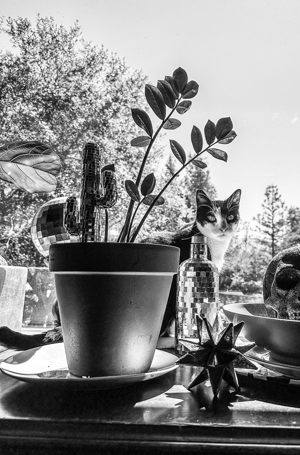 My Everyday Life Week 36 of 2025- Tracy Benjamin of Shutterbean.com