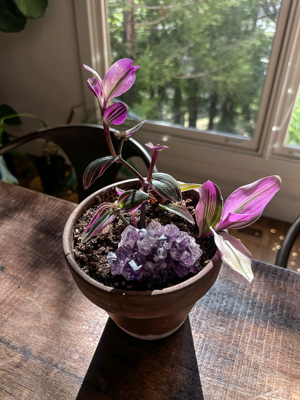 My Everyday Life Week 45 of 2025- Tracy Benjamin of Shutterbean.com