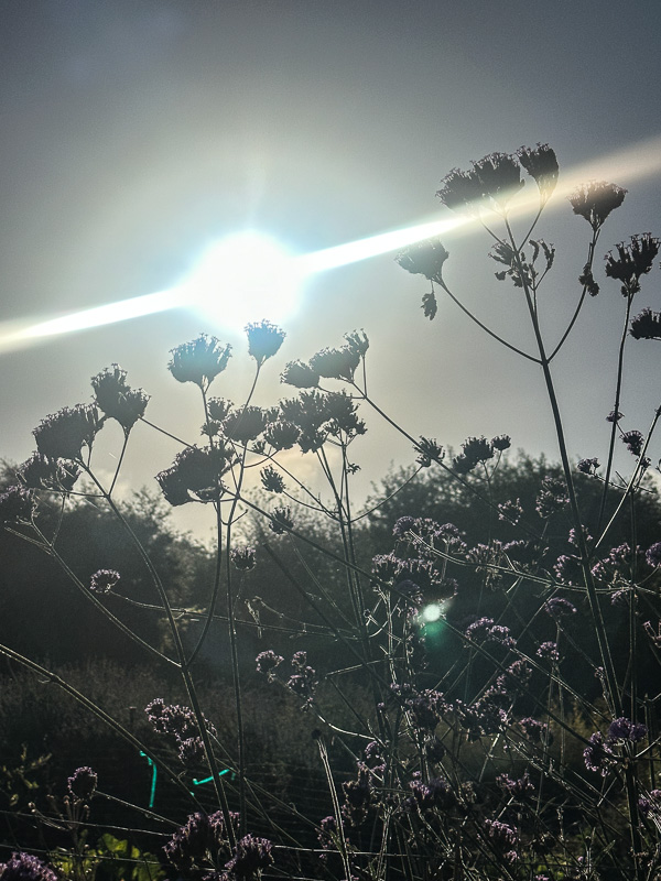 My Everyday Life Week 45 of 2025- Tracy Benjamin of Shutterbean.com