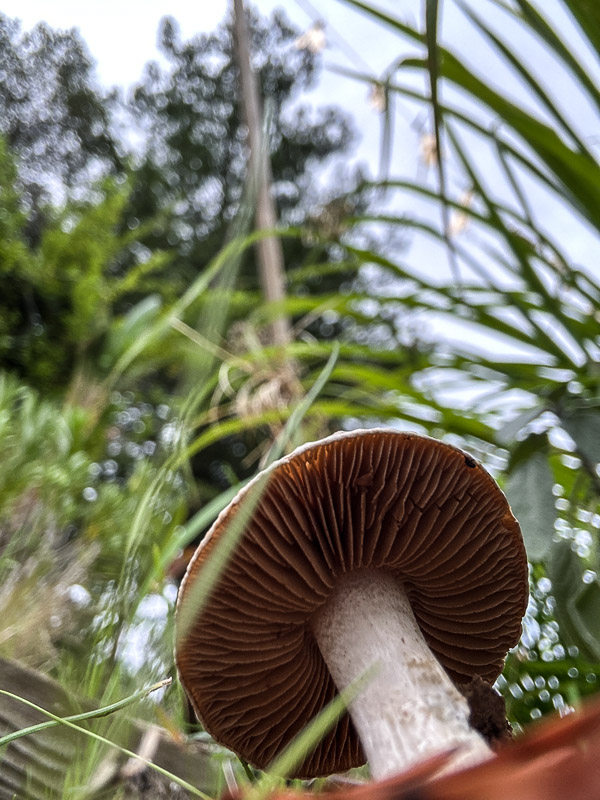 My Everyday Life Week 46 of 2025- Tracy Benjamin of Shutterbean.com