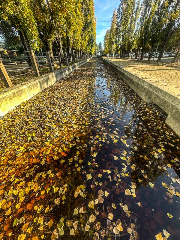 My Everyday Life Week 46 of 2025- Tracy Benjamin of Shutterbean.com