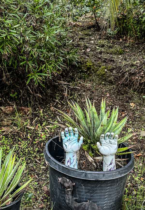 My Everyday Life Week 47 of 2025- Tracy Benjamin of Shutterbean.com