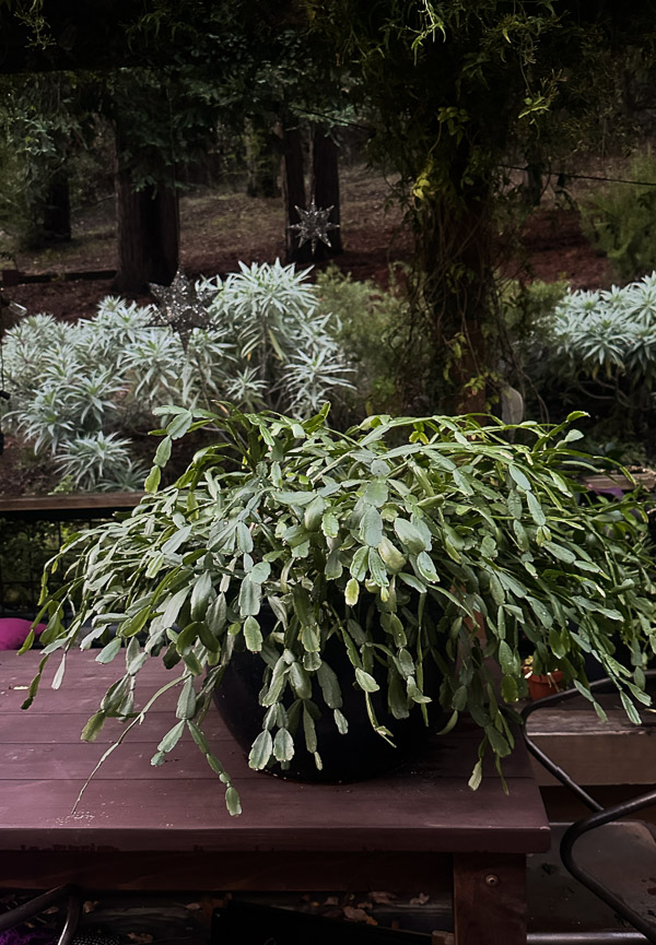 My Everyday Life Week 47 of 2025- Tracy Benjamin of Shutterbean.com