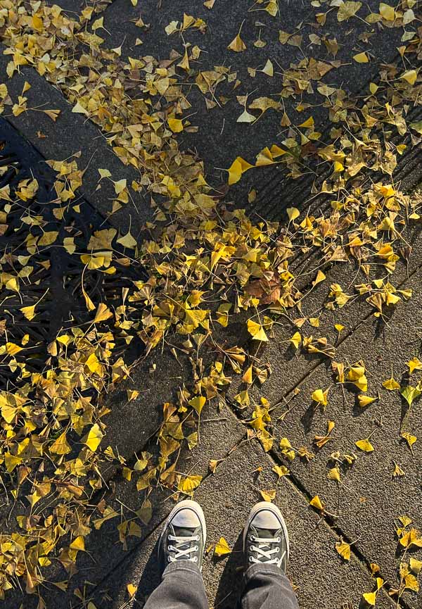 My Everyday Life Week 47 of 2025- Tracy Benjamin of Shutterbean.com