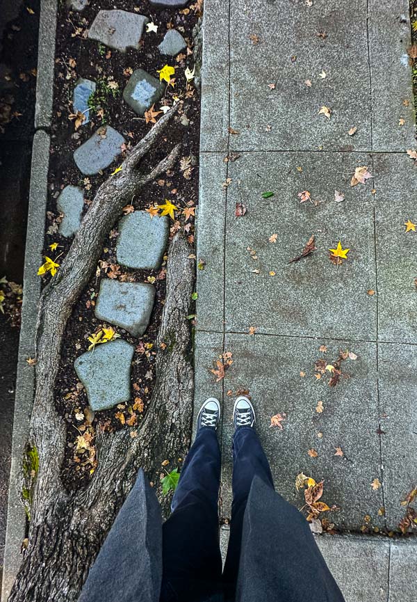 My Everyday Life Week 47 of 2025- Tracy Benjamin of Shutterbean.com