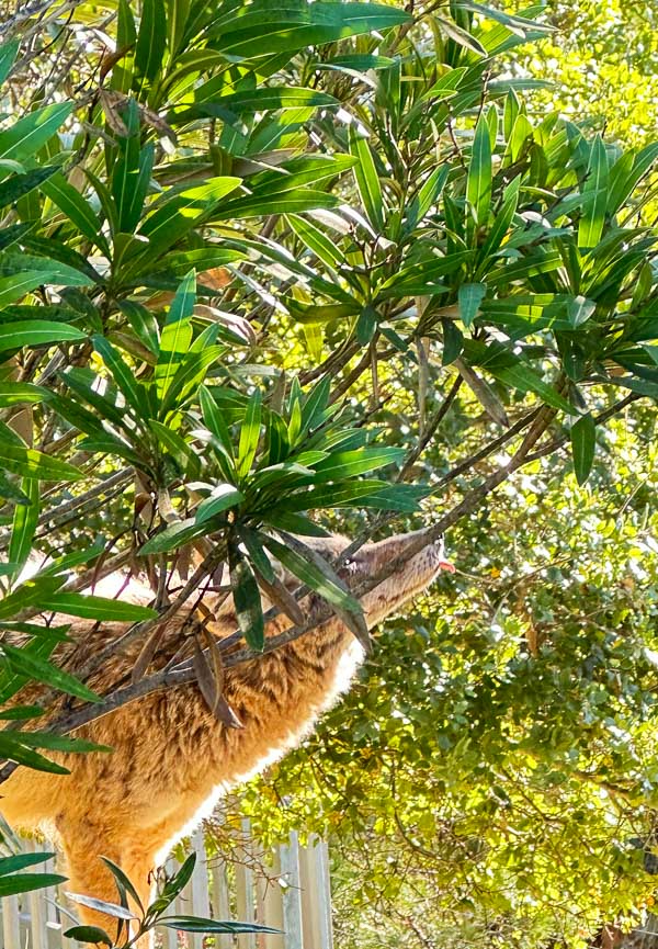 My Everyday Life Week 47 of 2025- Tracy Benjamin of Shutterbean.com