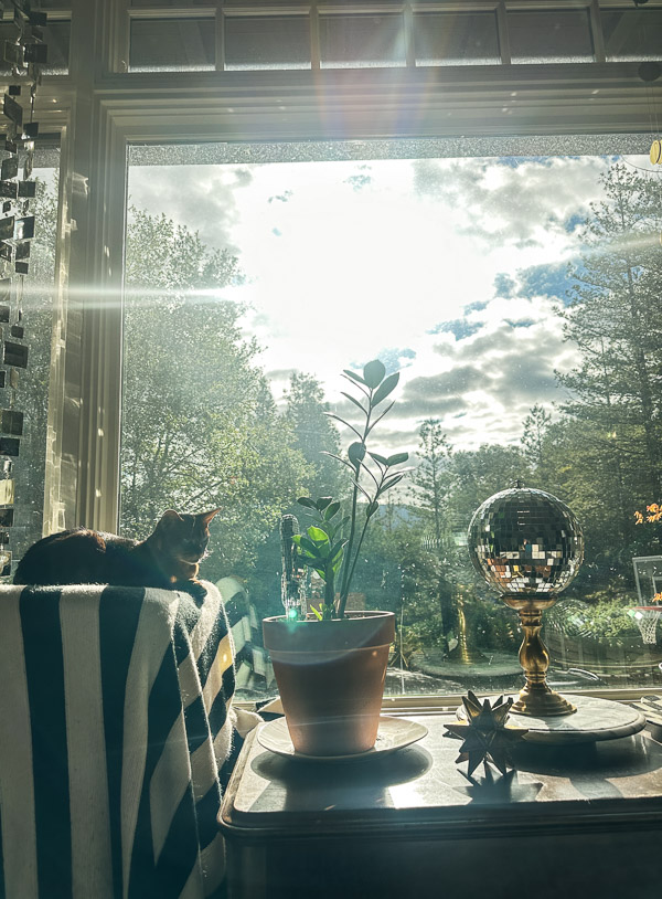 My Everyday Life Week 47 of 2025- Tracy Benjamin of Shutterbean.com